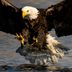 Is Bird Flu a Threat to Bald Eagles?