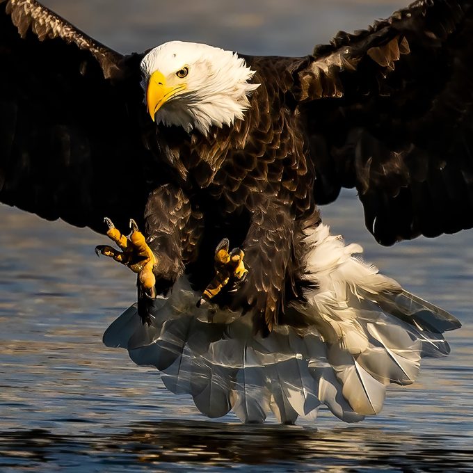 Is Bird Flu a Threat to Bald Eagles?