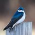 How to Identify and Attract a Tree Swallow