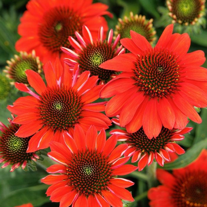 48002 Echinacea Vintage Electric Orange Sunmagic 2819mnc new garden plants
