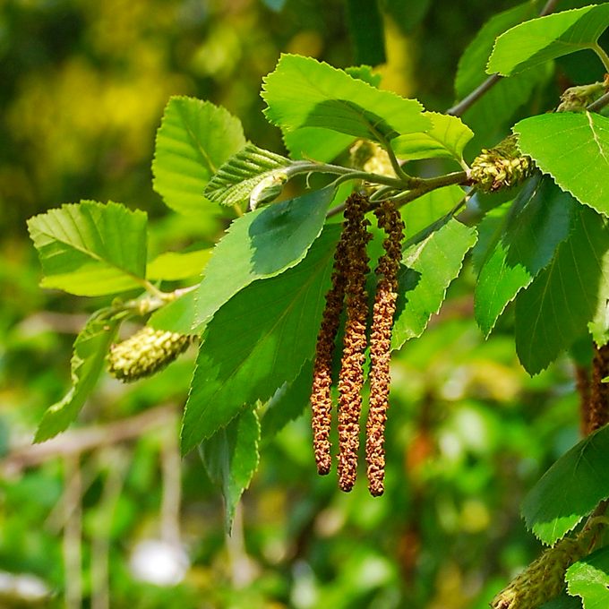 River Birch Betula Nigra, Catkins