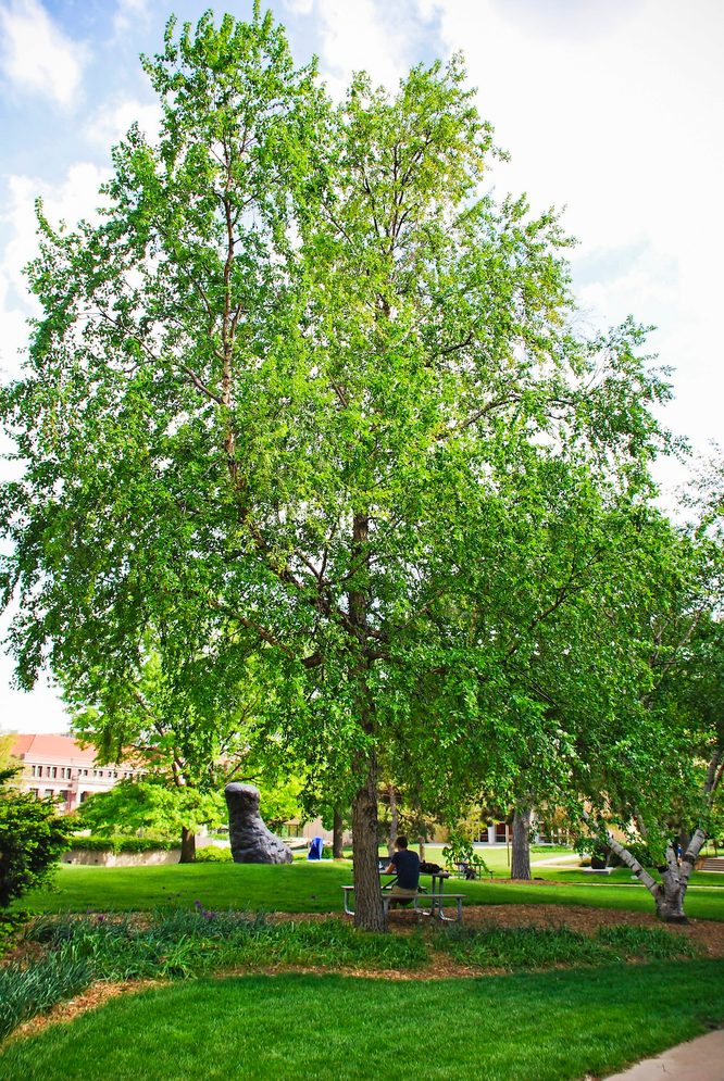 River Birch Betula Nigra