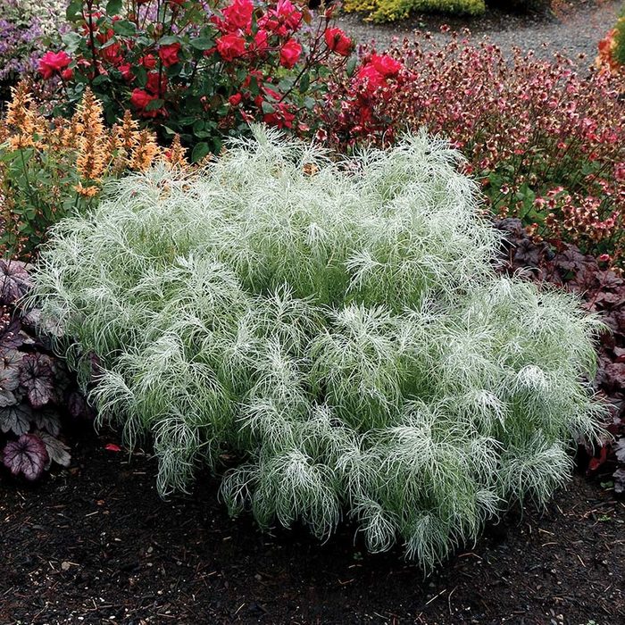 Artemisia Makana Silver 7 teal plants