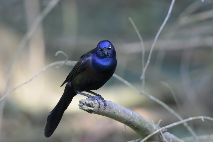 Bnbbyc17 George Decamp, common grackle