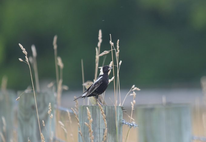 bird habitats bobolink