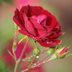 10 Perennial Plants You Should Cut Back in Spring