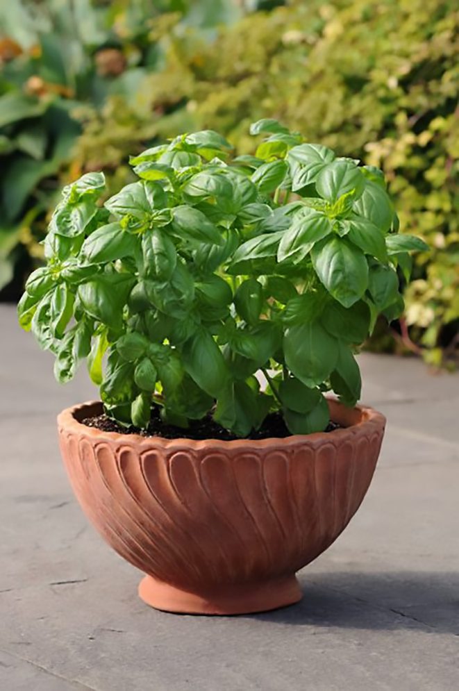Basil Dolcefresca, care of a basil plant