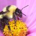 7 Garden Bee Species You Want to See in Your Yard