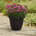 All-America Selections Picks 2025 Award-Winning Plants