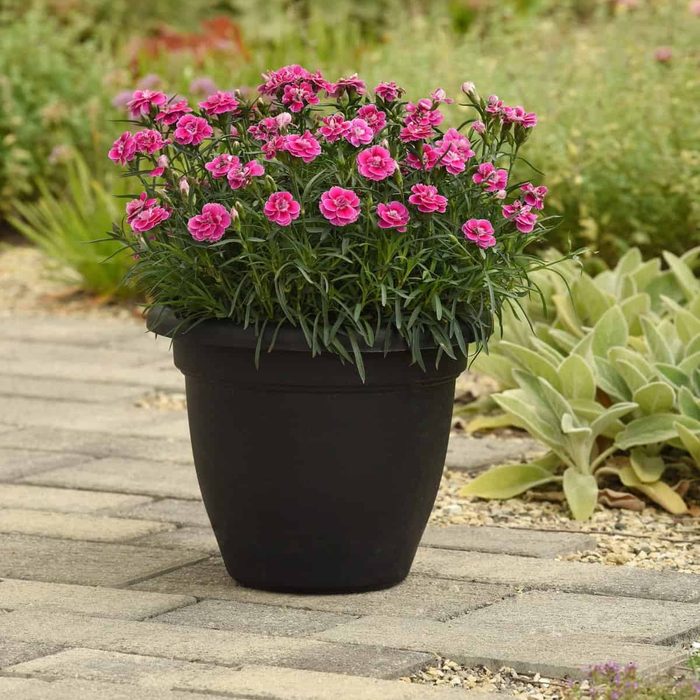 All-America Selections Picks 2025 Award-Winning Plants