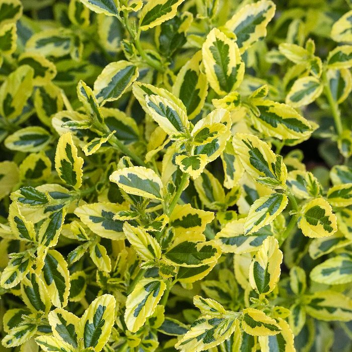 Doreen 42547 Ceanothus Lemon Ice 7625