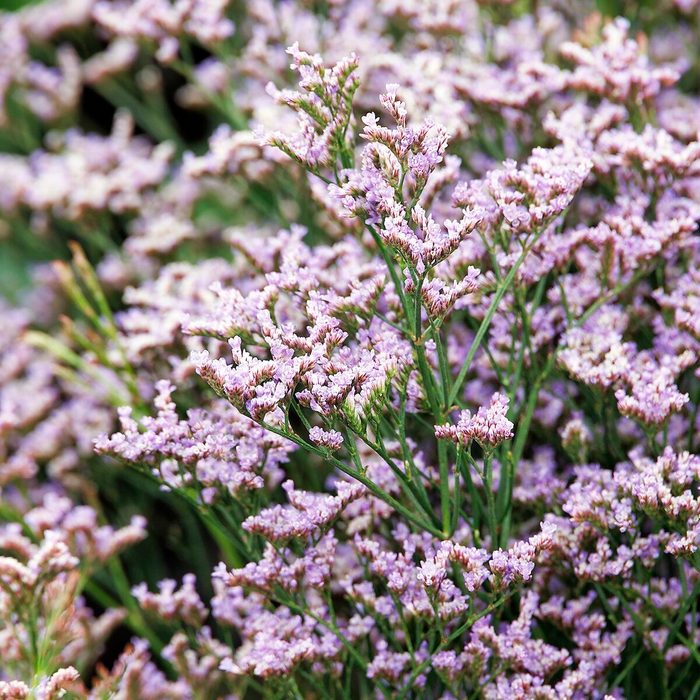 Doreen 45506 Limonium Gmellinie Dazzle Rocks 0512 new garden plants