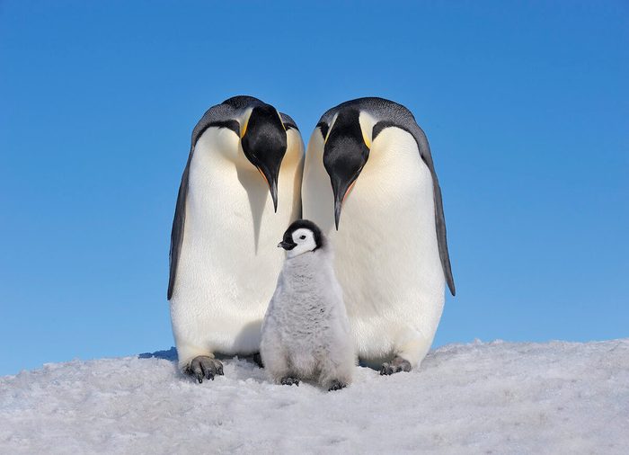 Emperor Penguin (aptenodytes Forsteri).
