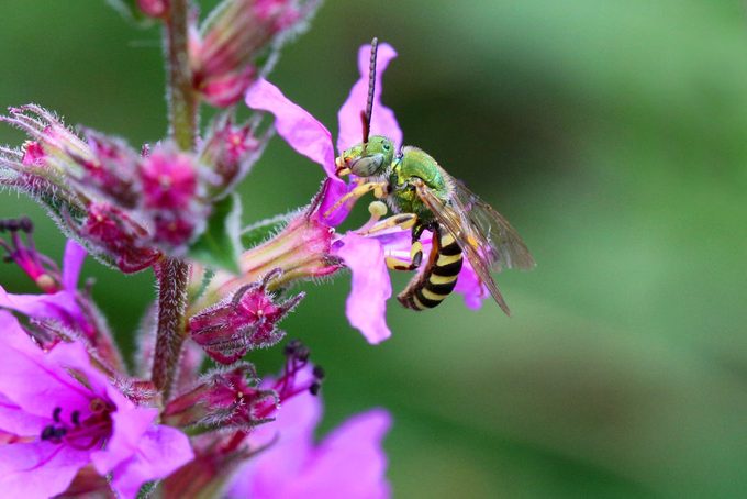Bicolored Agapostemon Sweat Bee, green bee