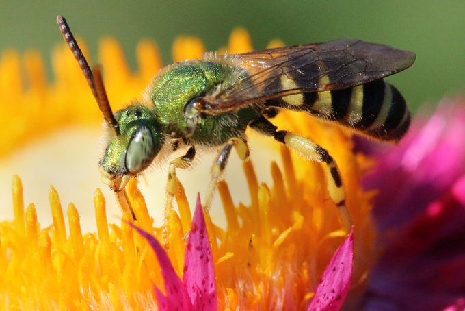 Bicolored Agapostemon Sweat Bee