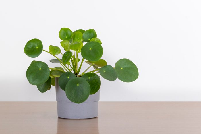 Pilea Peperomioides house plant in a gray pot in front of a white wall, Chinese money plant, copyspace