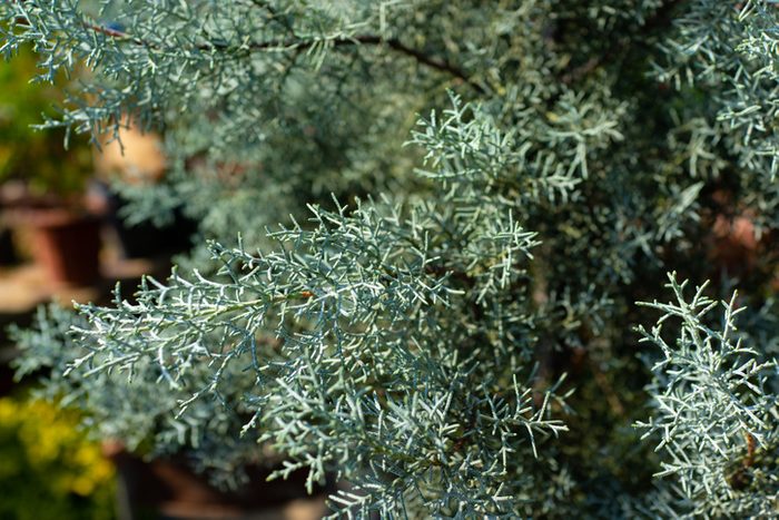 Close-up of leaves of Cupressus arizonica Greene
