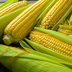 Grow Sweet Corn in Your Own Backyard