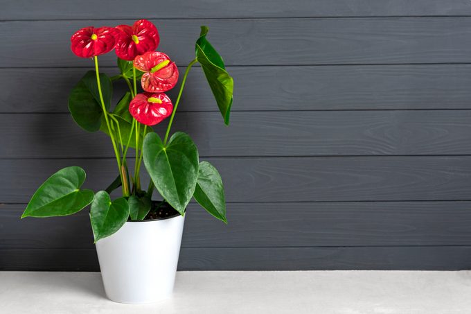 House plant Anthurium in white flowerpot isolated on white table and gray background