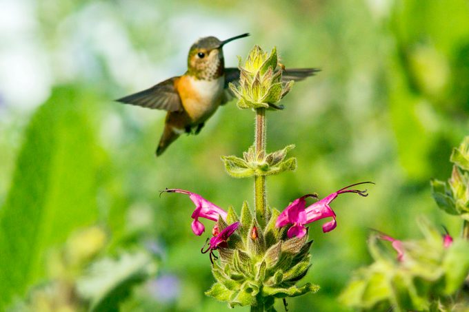 Allen's Hummingbird Feeding on Hummingbird Sage