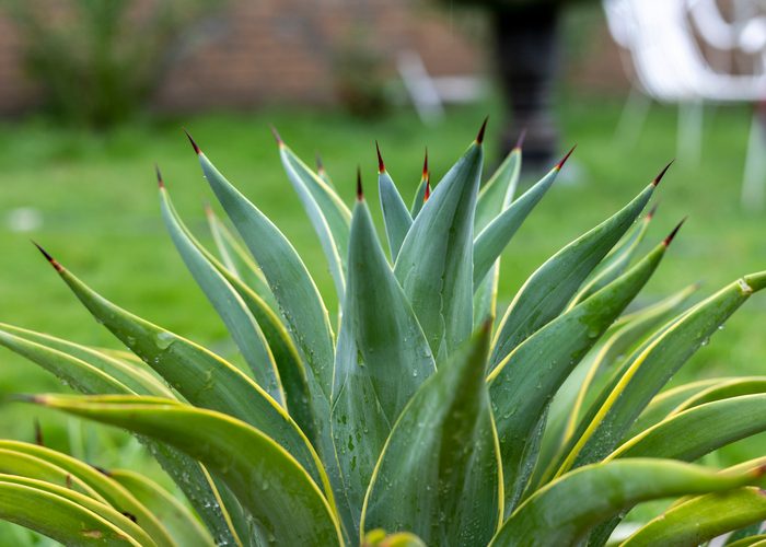 Agave desmettiana smooth century plant selective focus