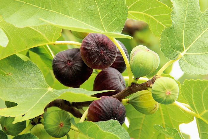Figs Hanging From A Tree