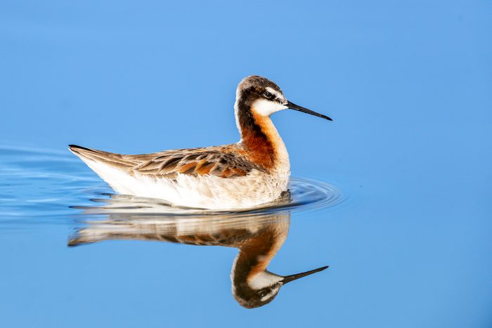 Wilson’s Phalarope (phalaropus Tricolor), Swimming