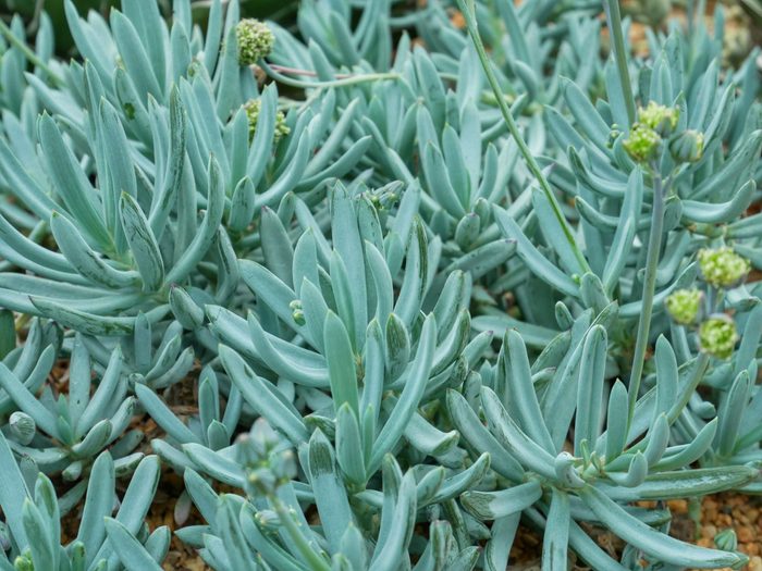 Curio ficoides, teal plants
