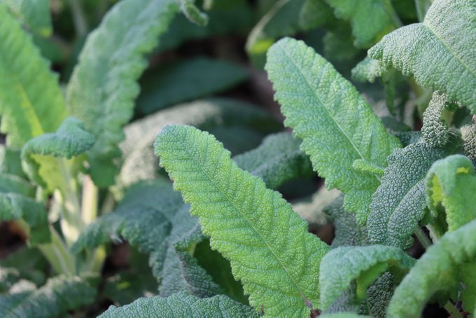 Salvia Spathacea Leaf - Santa Monica Mtns - 010623