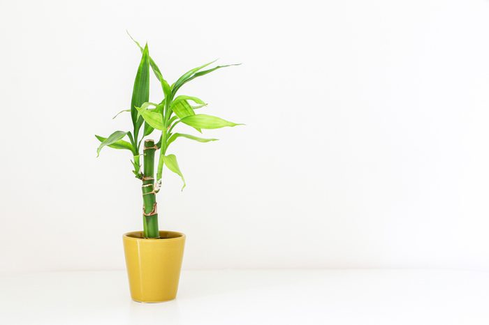 Lucky bamboo plant (Dracaena Sanderiana or Ribbon Dracaena) in a golden yellow pot on white table against white background, good luck plants