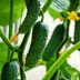 How to Grow Cucumbers in Your Vegetable Garden