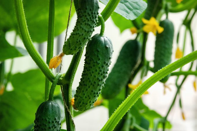 How to Grow Cucumbers in Your Vegetable Garden