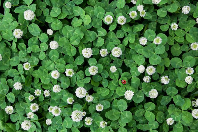 Seven Spot Ladybird In Clover Field, clover lawn