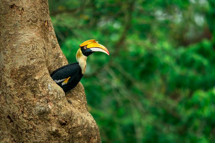 Female Great Hornbill In Nesting Cavity, bird mothers