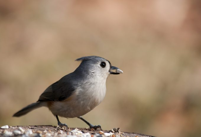 Tufted Titlmouse with safflower Seed