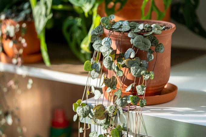 Ceropegia woodii houseplant with long heart shaped leaves in terracotta pot at sunlight closeup