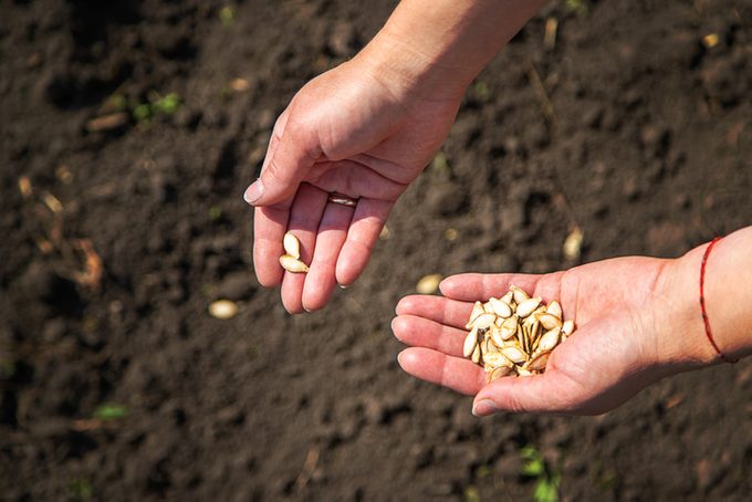 A woman farmer plants seeds in the garden. Selective focus.