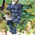 How to Grow Grapes at Home That You Can Eat