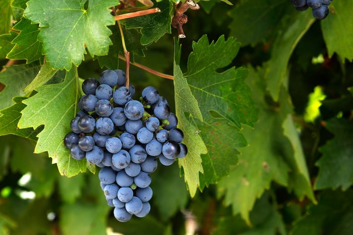 Close Up Of Zinfandel Wine Grapes On Vine small fruit plants