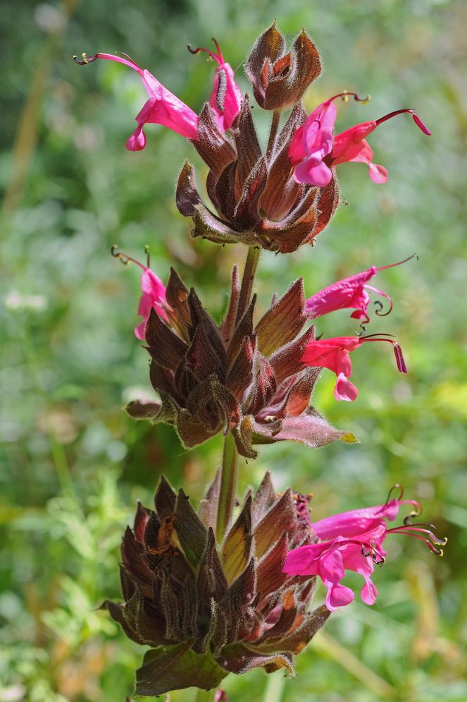 California pitcher sage, Salvia spathacea, flowers