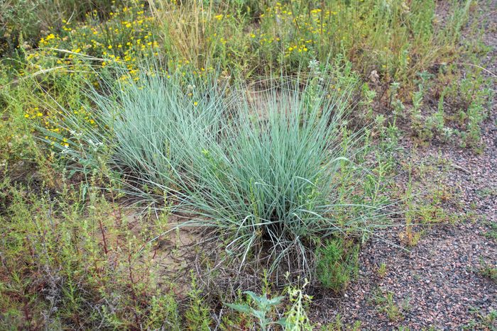 Little bluestem, a bunchgrass with fine-textured foliage