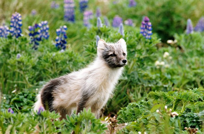 Arctic Fox (alopex Lagopus) In Field Of Nootka Lupine Flowers, Summer