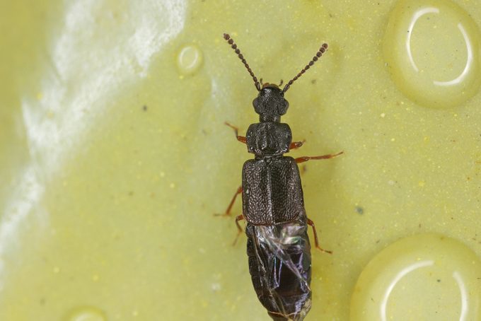 Tony Rove beetle (Staphylinidae) of genus Omalium.