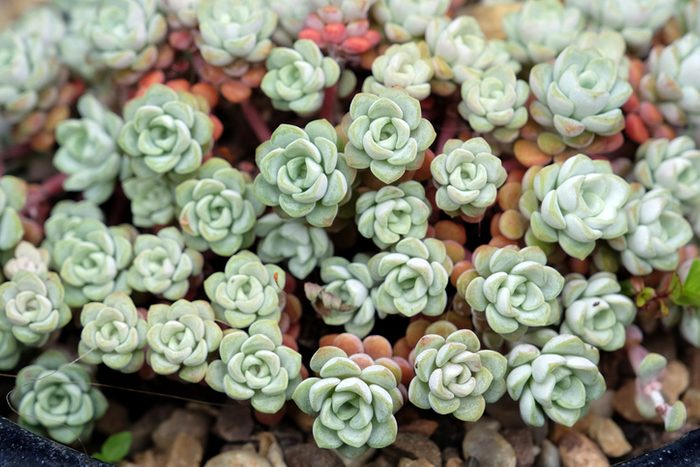 Sedum spathulifolium, also known as a broadleaf stonecrop succulent, teal plants
