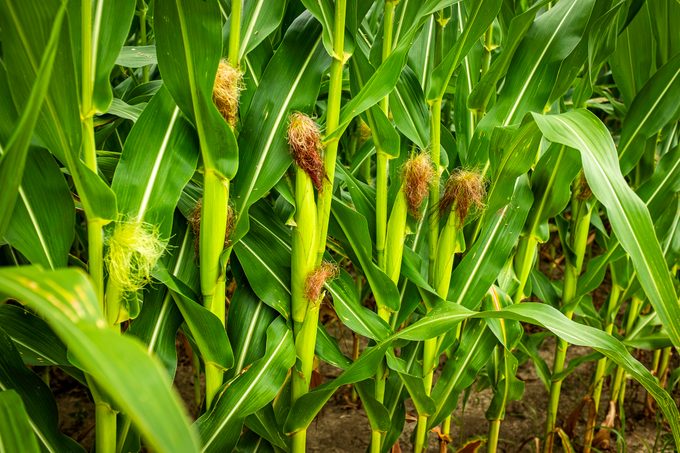 New Corn Ears