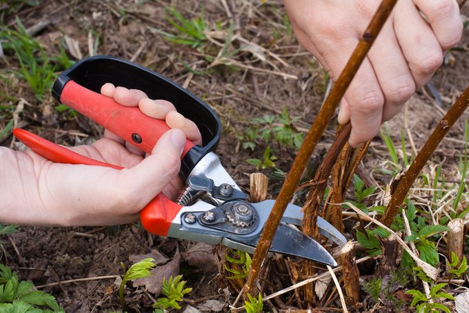 hands pruning raspberry with secateurs, closeup