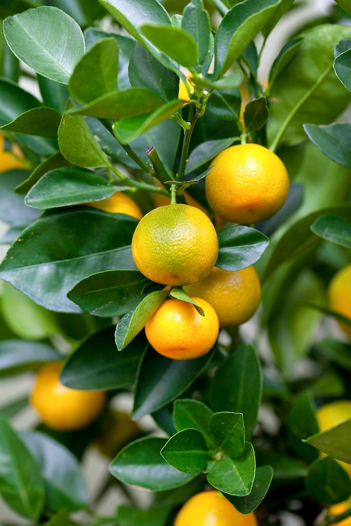 Orange (citrus Fortunella) Tree