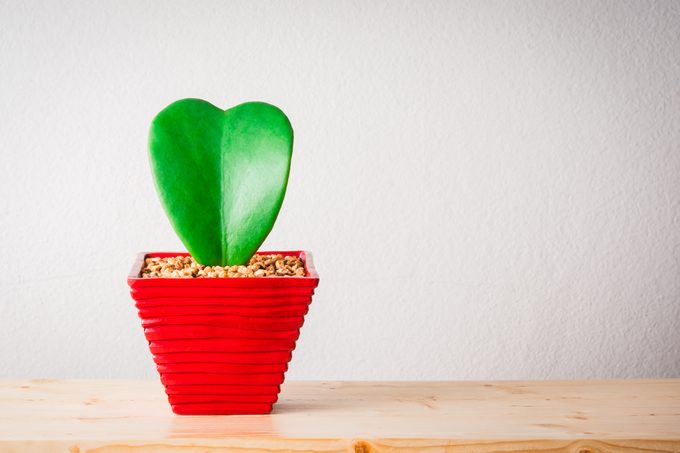 Heart shaped plant