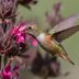 Hummingbird Sage Attracts a Parade of Pollinators