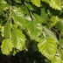 River Birch Tree Care and Growing Tips